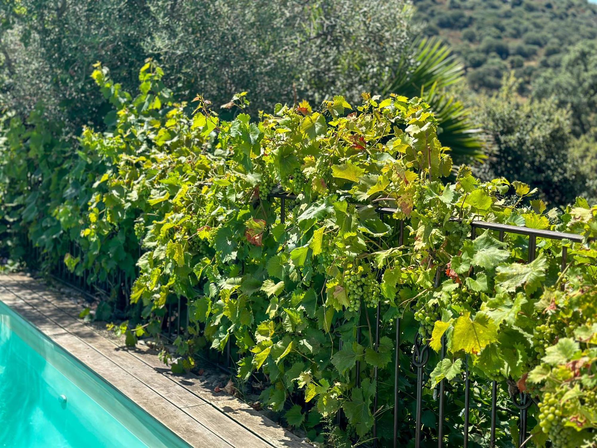 Domaine Villas Celia Μοντιτσέλο Εξωτερικό φωτογραφία